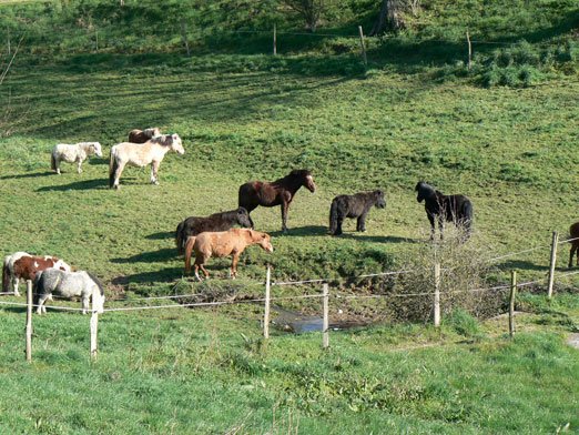 Cheveaux Poneys Hameau Du Nay