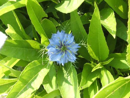 Toutes les périodes sont propices à la découverte de la flore