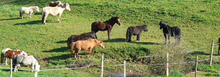 poneys dans la vallée